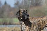 DOGUE ALLEMAND 178